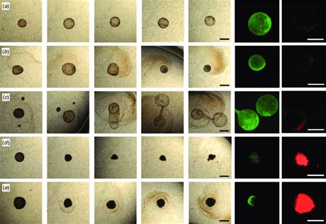 Representative illustrations of morphological changes observed over 96... | Download Scientific ...