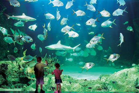 World Visits: Sydney Aquarium One of the Greatest Aquariums in the world