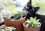 What Are Succulents? | Home Garden Nice