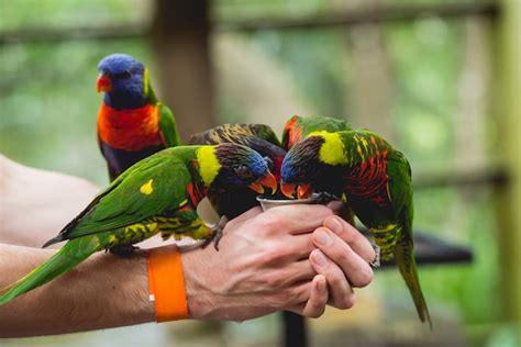 Premium Photo | Parrots eating seeds from the human hand.