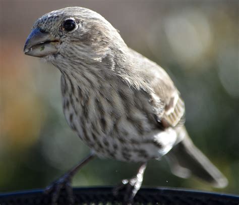 Female Purple Finch or Female House Finch? | My Journey – by Doris High