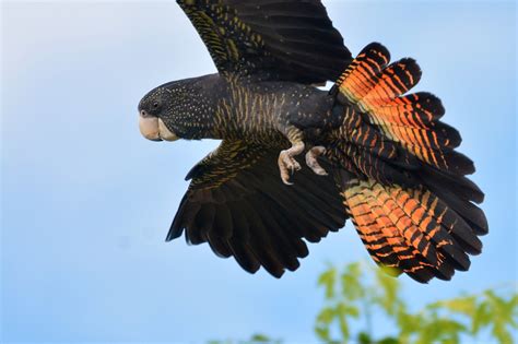 New red-tailed black cockatoo subspecies discovered in WA - Aviculture Hub