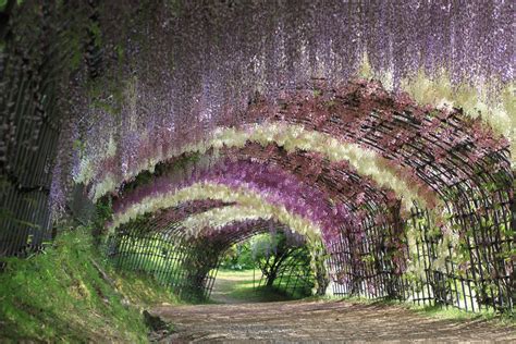 Best of Japan Tour Spring (Reverse): Wisteria Tunnel at Kawachi Fuji Gardens 2024/2025/2026