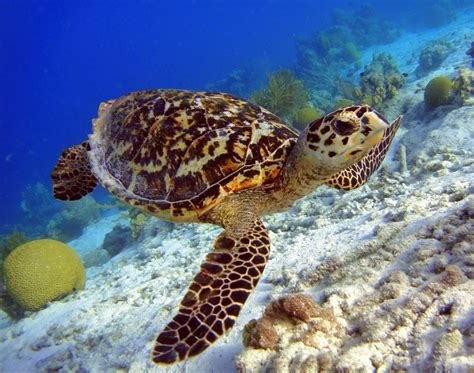 Critically endangered turtles are being poached for jewelry - Earth.com