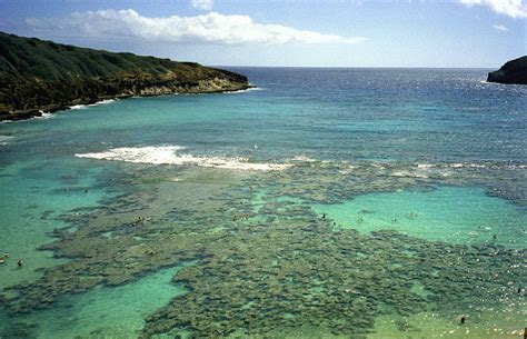 Coral Reef At Hanauma Bay Stock Photo - Download Image Now - Aquamarine ...