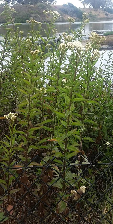 Hi-Res Baccharis glutinosa Images | Santa Barbara Wildflowers