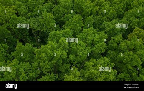 Aerial top down view river in tropical jungle green rainforest. 4K Stock Photo - Alamy