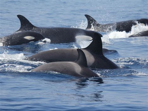 The most curious orcas of the pod - The Limited Times