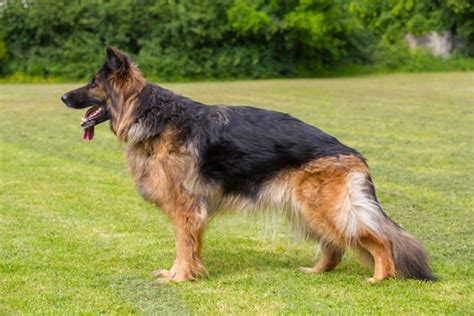 The German Shepherd and Hip Dysplasia | Pets4Homes