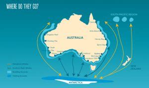 Annual Humpback Whale Migration – East Coast Australia - Ocean Life Education