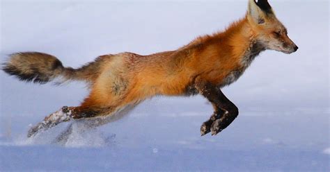 Fox on the Run Photograph by Paul Marto - Pixels