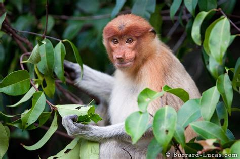 Female Proboscis Monkey - Burrard-Lucas Photography