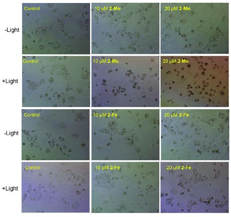 (A) Fluorescence microscopic images of Hoechst-33342 and PI stained Hep... | Download Scientific ...