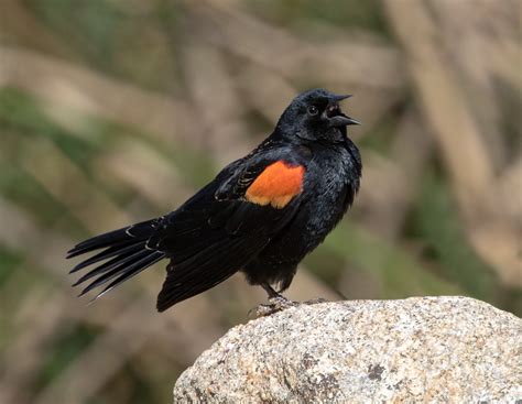 Red-winged Blackbird | San Diego Bird Spot