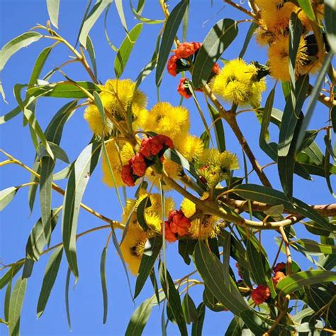 EUCALYPTUS erythrocorys - Eucalyptus – Australian Seed