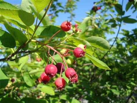 The Branch with Red Berries of an Shadbush (Ірга) Amelanchier Tree Bush ...