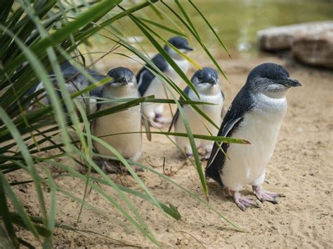 Phillip Island Penguin Parade | Australia Travel Inspiration