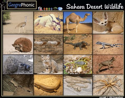 Sahara Desert Wildlife Quiz Regonize the Sahara Desert Wildlife in this animal Quiz Addax ...