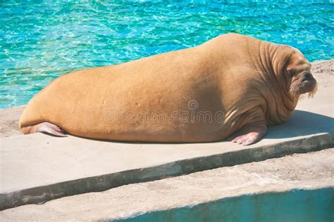 Walrus stock photo. Image of posing, sunny, body, whiskers - 35752338