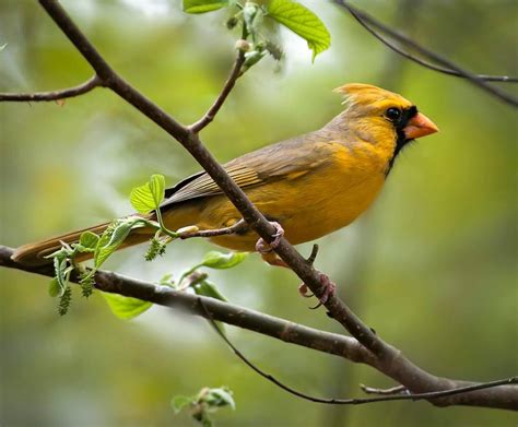 yellow cardinal came to the backyard on several occasions but never would get close. he seemed ...