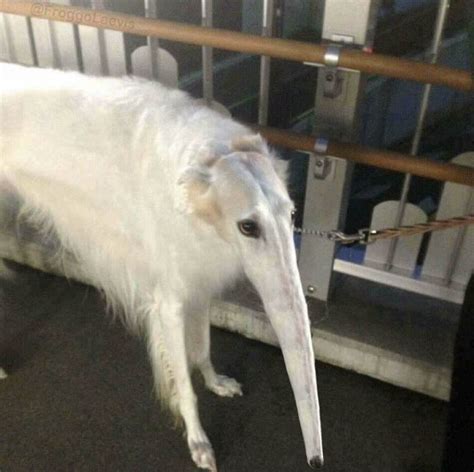 snooot | Borzoi / Long Nose Dog | Know Your Meme