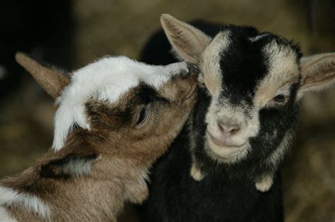 5 keys to colostrum success in baby goats - All About Feed