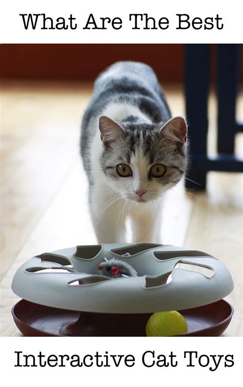 The Best Interactive Cat Toys For Your Clever Active Kitty