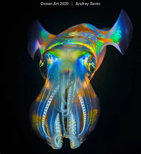 Octopus steals camera and wins underwater photography competition - SCUBA News Underwater ...