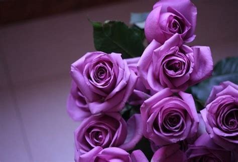 🔥 Download Beautiful Flowers Roses Purple by @rgriffith9 | Beautiful Purple Roses Wallpapers ...