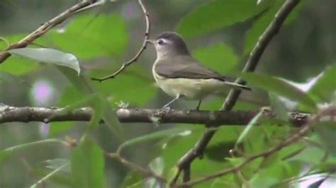 Warbling Vireo - YouTube