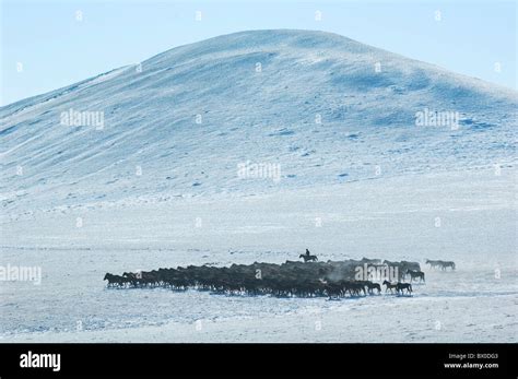 Herder herding Mongolian horses in winter, Hulun Buir Grassland, Manzhouli, Hulunbuir, Inner ...