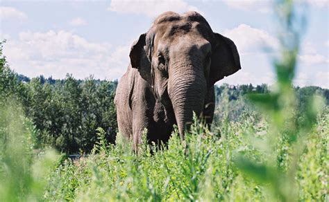 Lucy the Elephant | City of Edmonton