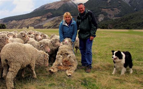 Sheep Farm Tour | Visit Wilderness Lodge Arthur's Pass - Wilderness Lodge New Zealand