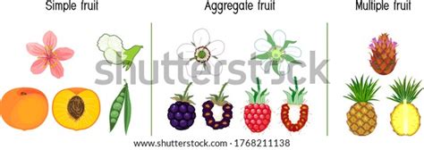 Aggregate fruit : 1 193 images, photos de stock, objets 3D et images vectorielles | Shutterstock