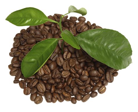 Coffee Leaf Png Free Logo Image | My XXX Hot Girl