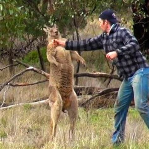 Do Kangaroos Choke Dogs