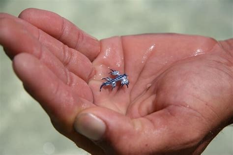 Watch The Rare Blue Dragon Sea Slug Spotted on the Shores of Australia