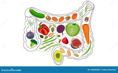 Digestion Fiber Healthy Stock Illustrations – 254 Digestion Fiber Healthy Stock Illustrations ...