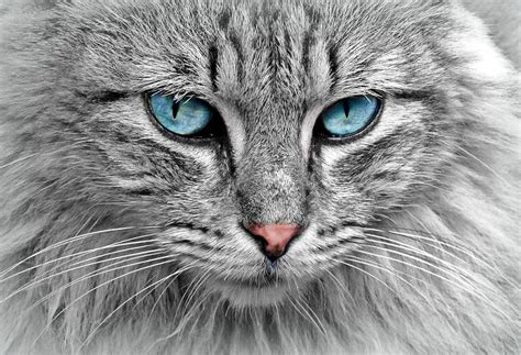 Grey cat with blue eyes Photograph by Top Wallpapers - Fine Art America