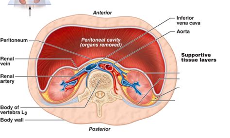 Renal Fascia Anatomy