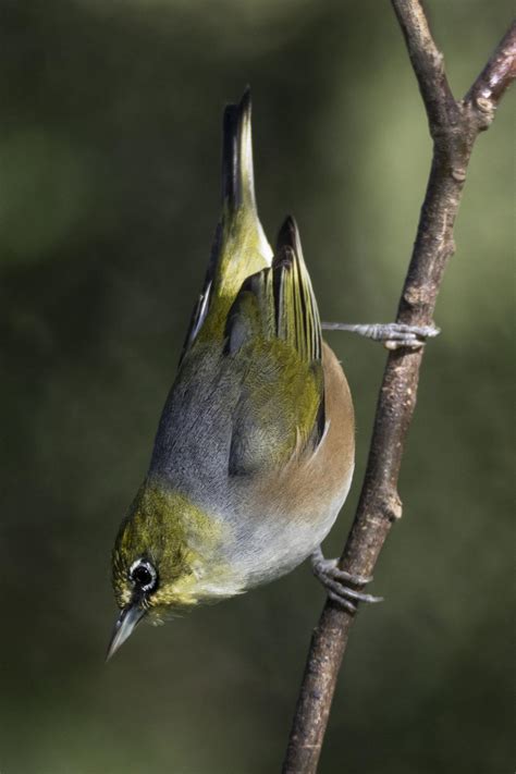 Silvereye | Tauhou | New Zealand Birds Online