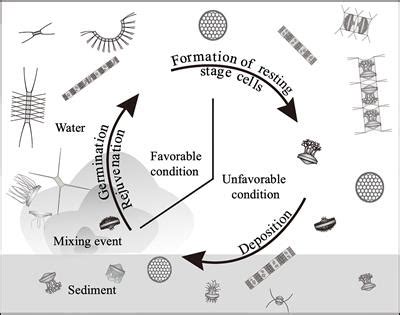 Frontiers | Life Cycle Strategies of the Centric Diatoms in a Shallow Embayment Revealed by the ...