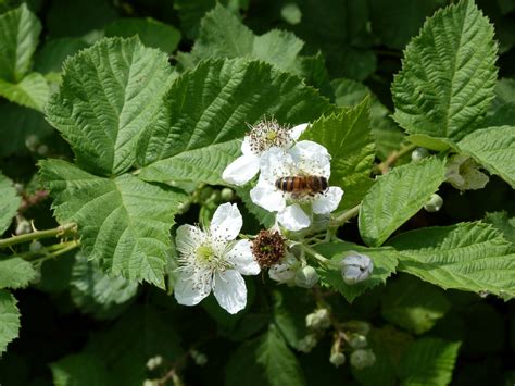 Fotos gratis : flor, Fruta, comida, verde, Produce, flora, Mora, Flores, arbusto, abeja ...