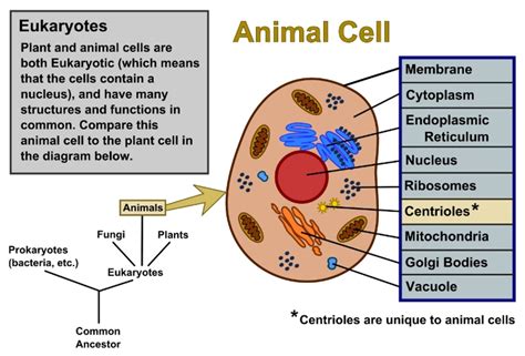 Plant Cells vs. Animal Cells, With Diagrams | Owlcation
