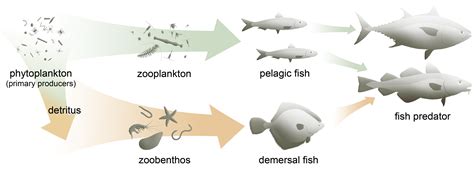 What is the difference between a pelagic and a demersal fish? [2024] | QAQooking.wiki