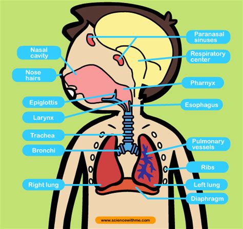 Respiratory System Parts For Kids