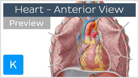 Anterior View of the Human Heart (preview) - Human Anatomy | Kenhub - YouTube