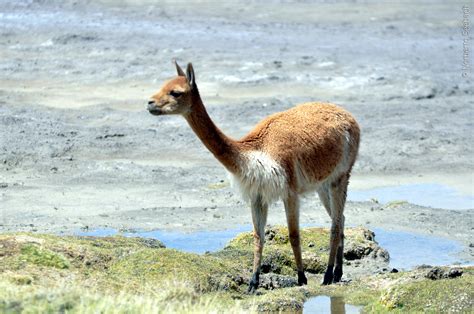 Guanaco - Aprendo en Línea - ESTUDIANTE. Currículum Nacional. Ministerio de Educación