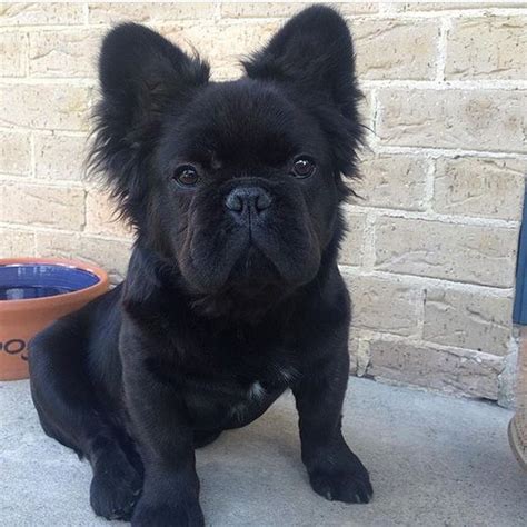 11 Of The Cutest And Funniest French Bulldog Mixes