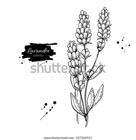 Gambar Bunga Lavender Sketsa - 57+ Koleksi Gambar